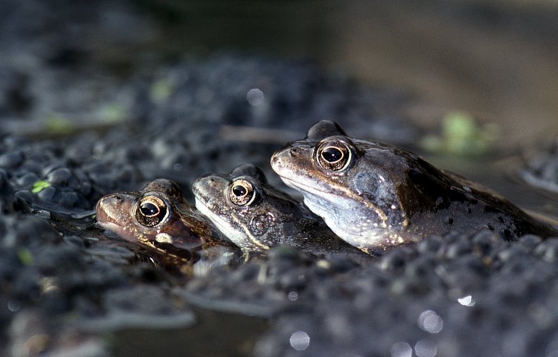 Frogspawn Fiesta